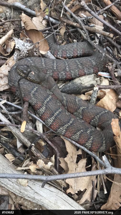 Northern Watersnake
