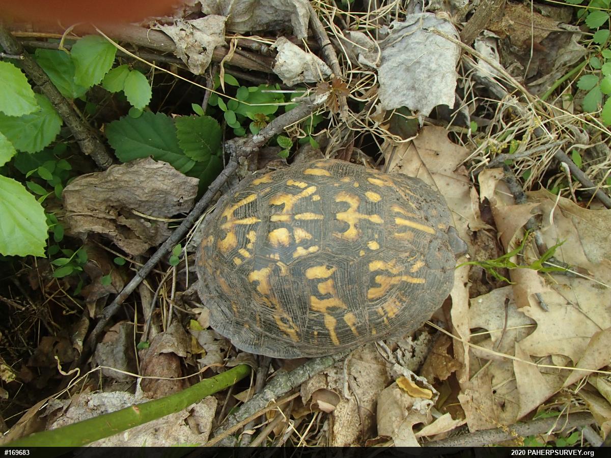 Eastern Box Turtle