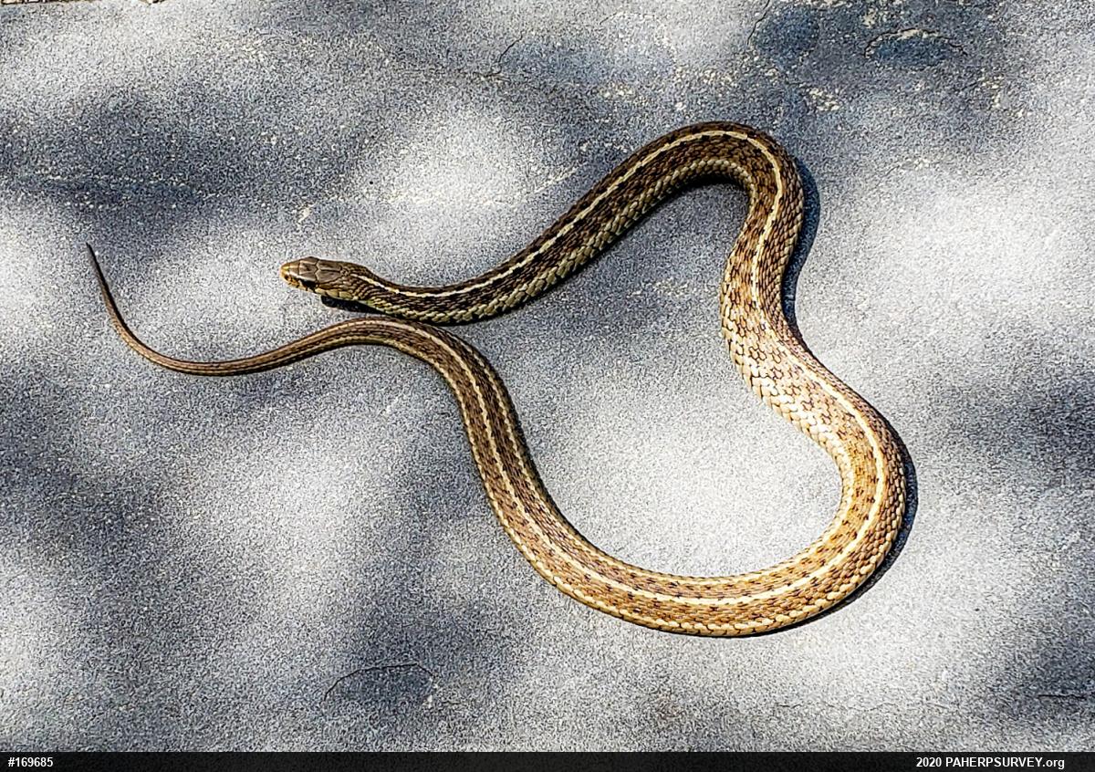 Eastern Gartersnake