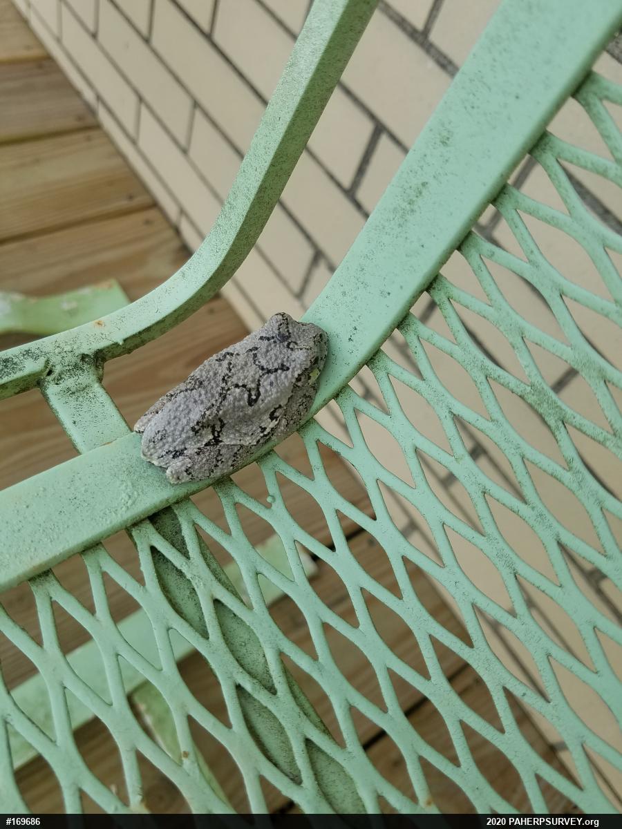 Unknown Gray Treefrog