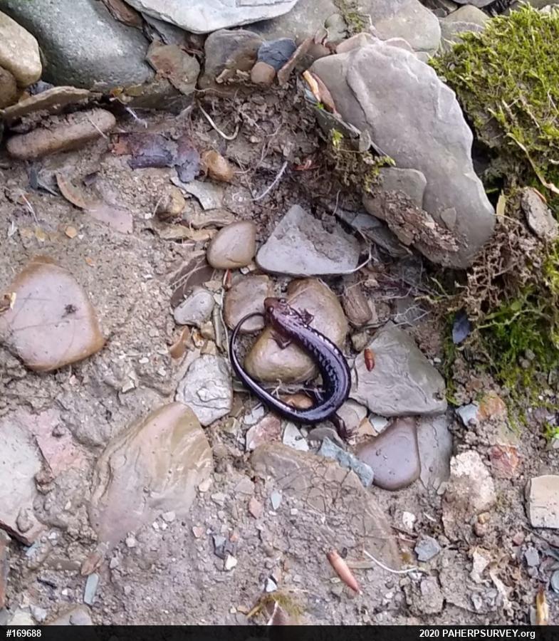 Allegheny Mountain Dusky Salamander
