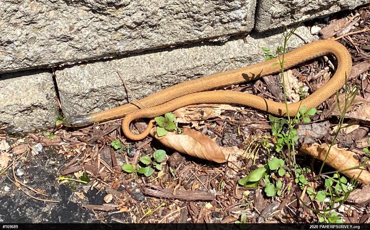 Eastern Gartersnake