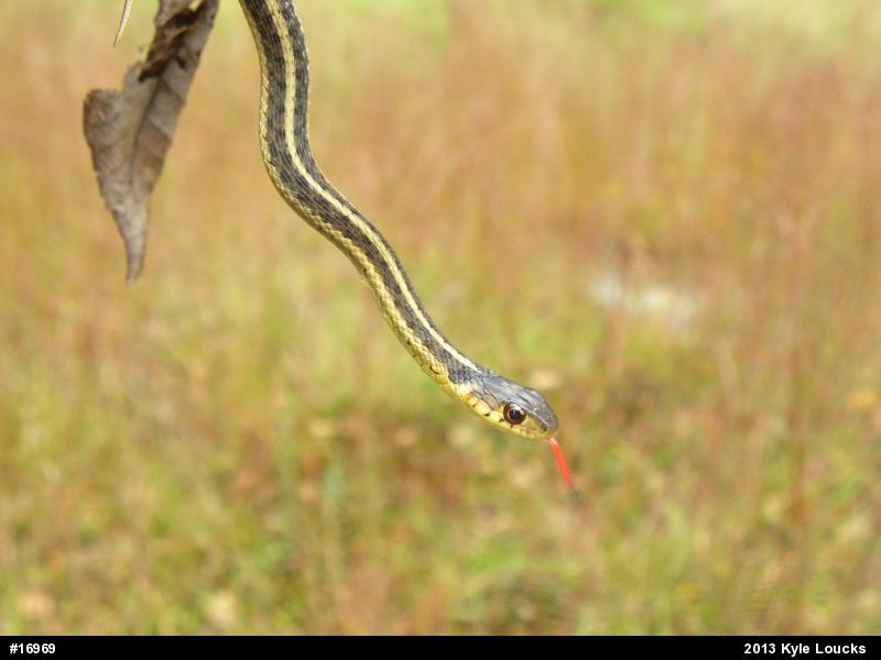 Eastern Gartersnake