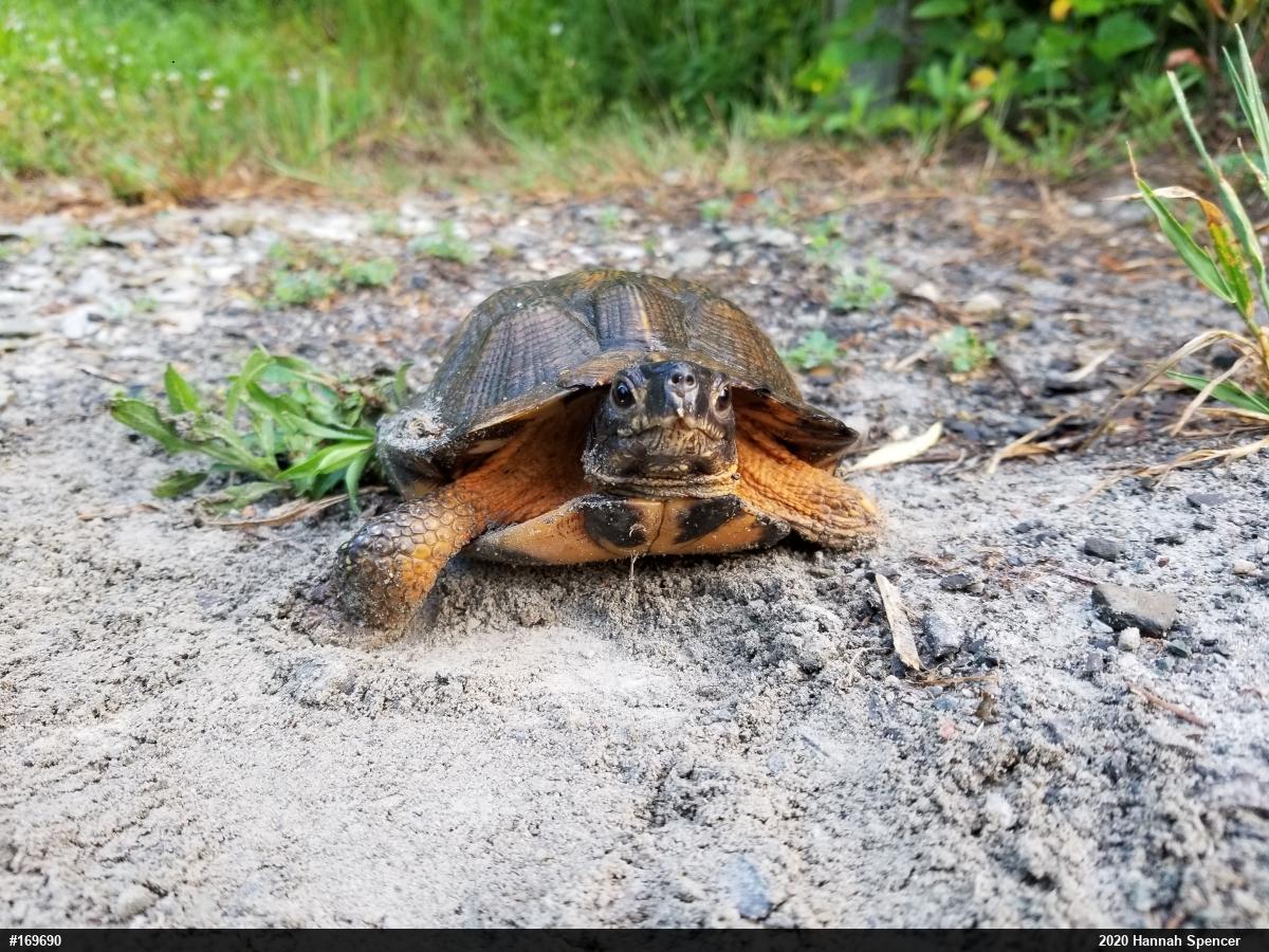 Wood Turtle