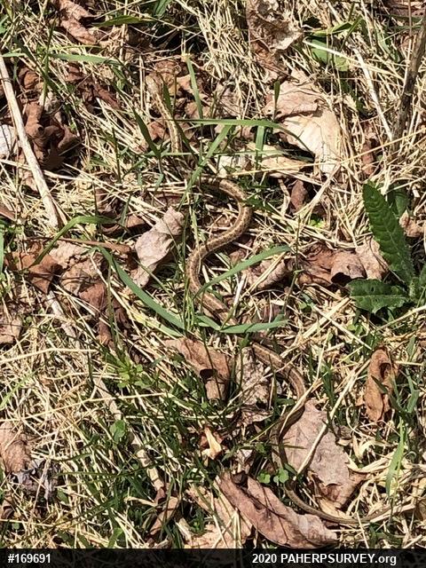 Eastern Gartersnake
