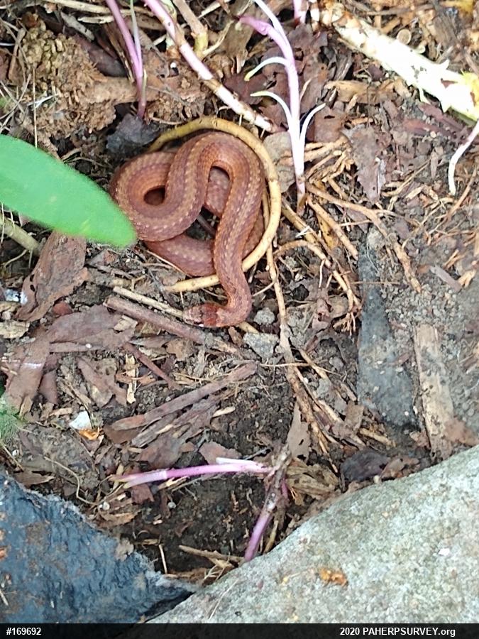 Red-bellied Snake