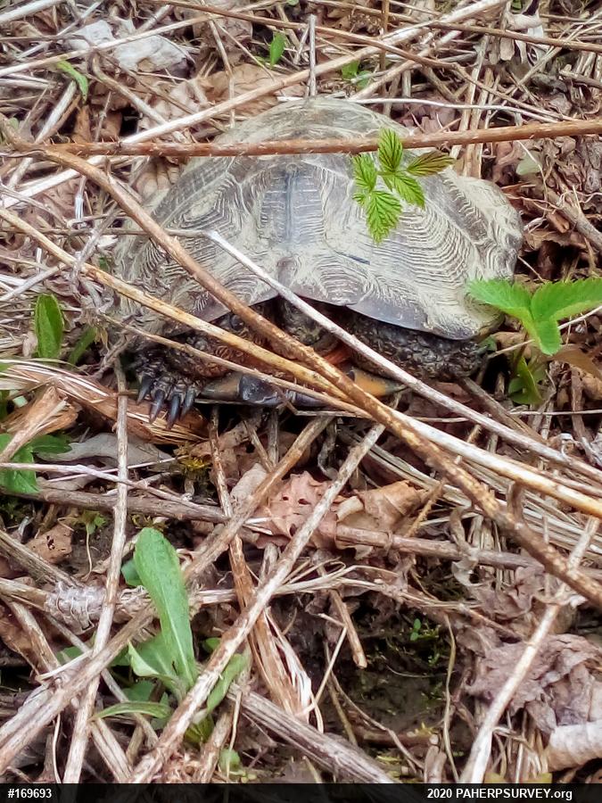 Wood Turtle