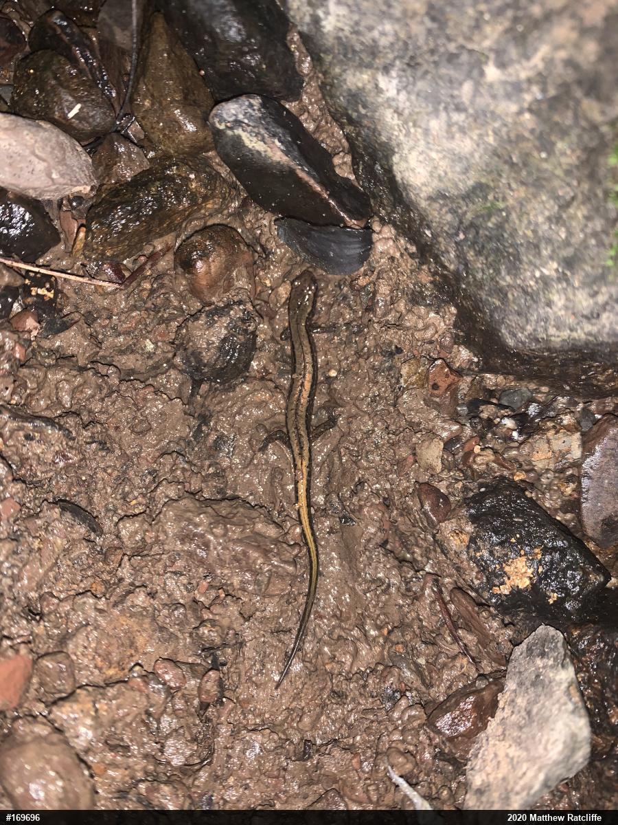 Northern Two-lined Salamander