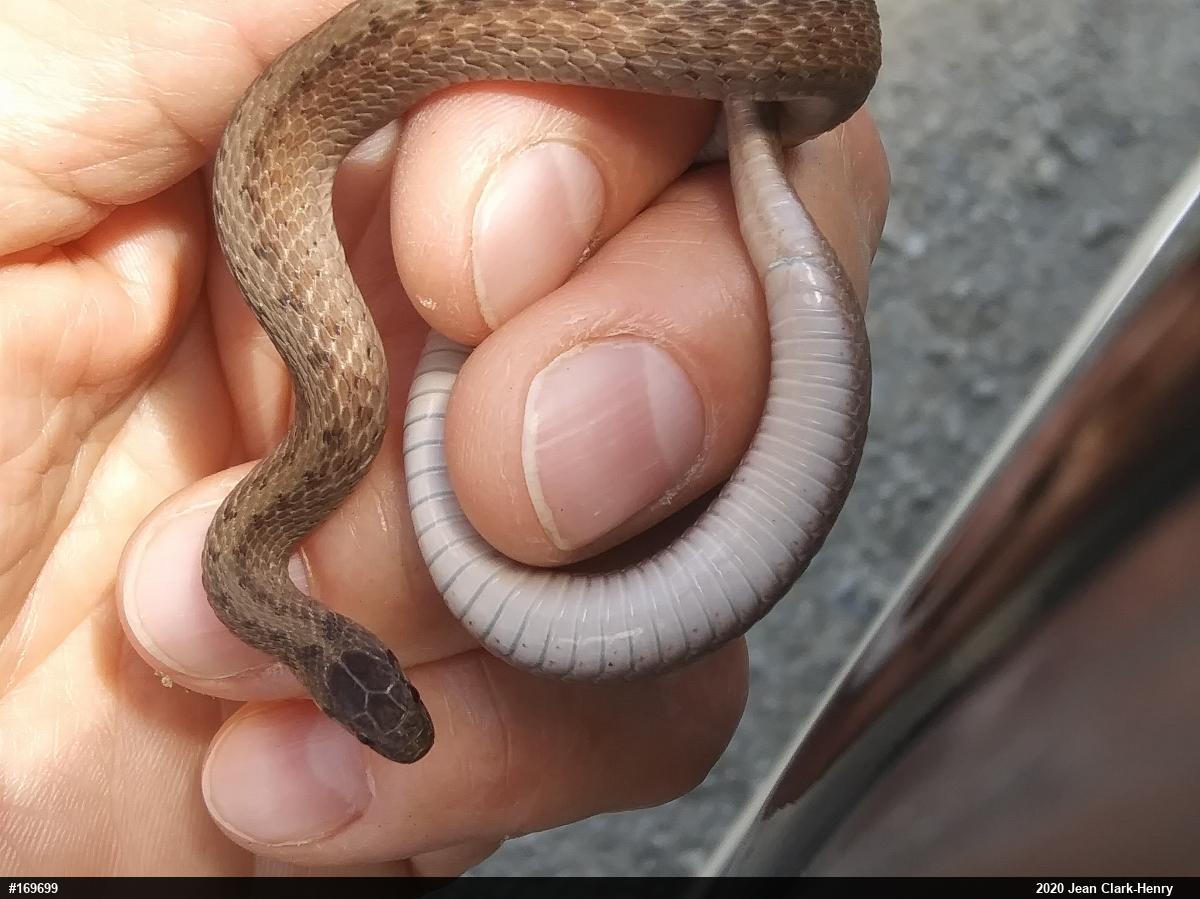 Dekay's Brownsnake