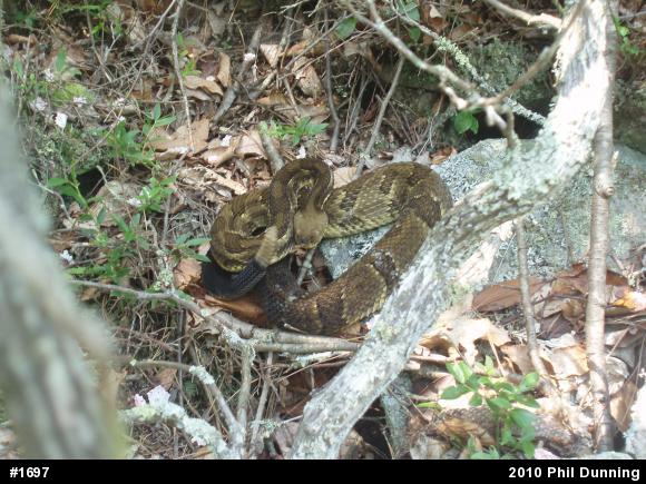 Timber Rattlesnake