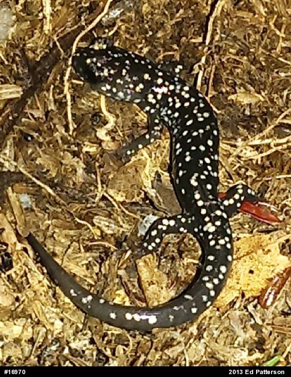 Northern Slimy Salamander
