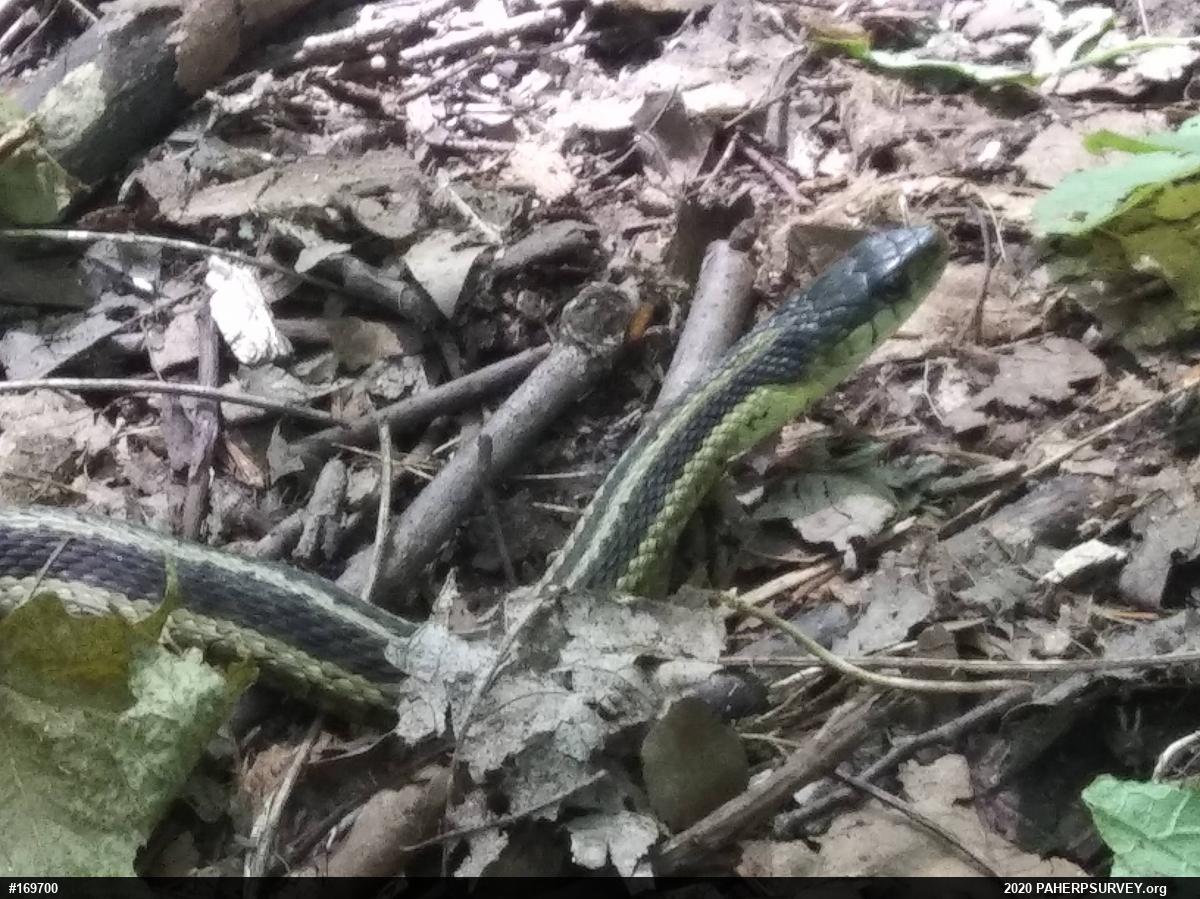 Eastern Gartersnake