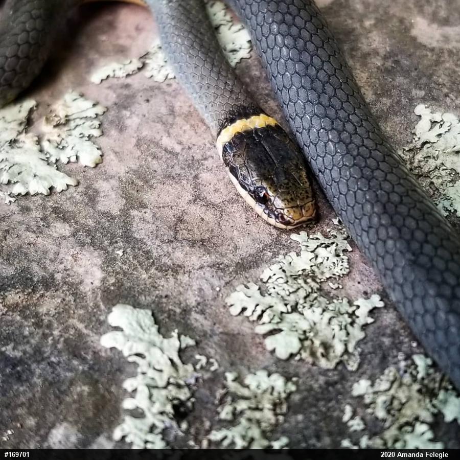 Northern Ring-necked Snake