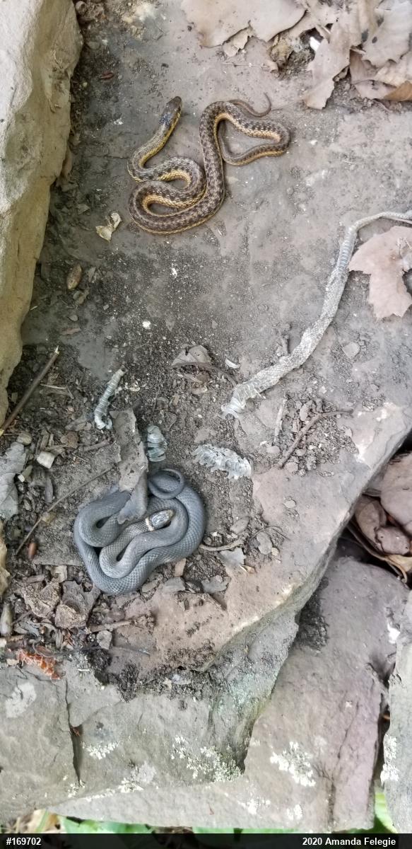 Eastern Gartersnake