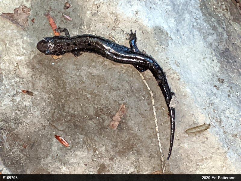Allegheny Mountain Dusky Salamander