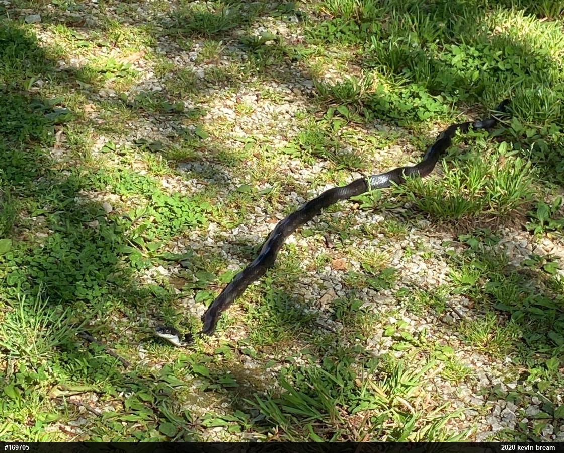 Eastern Ratsnake