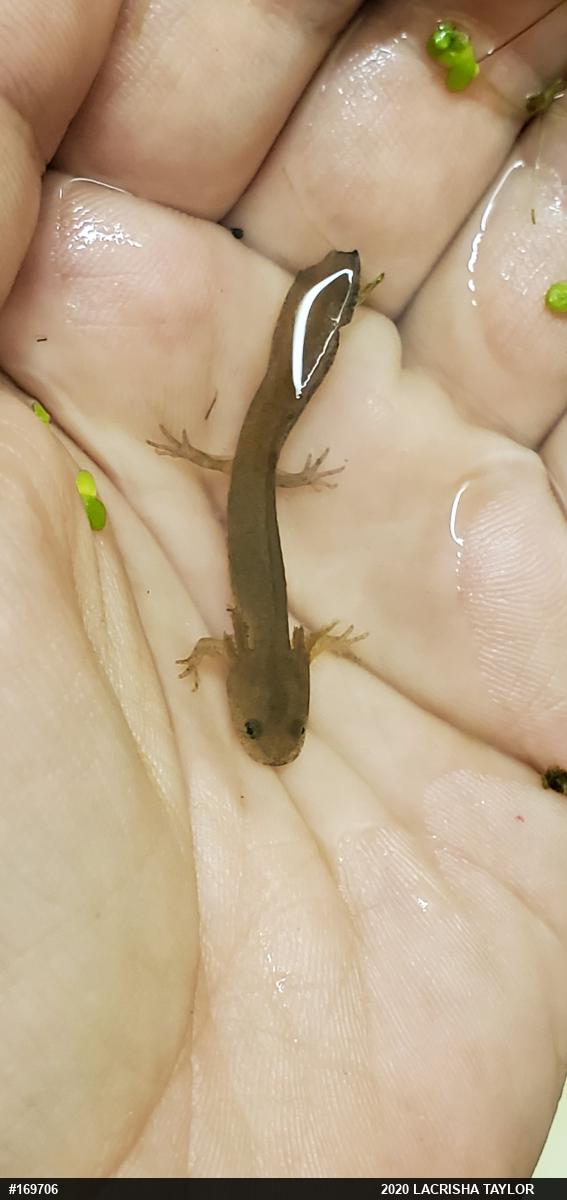 Mole Salamanders