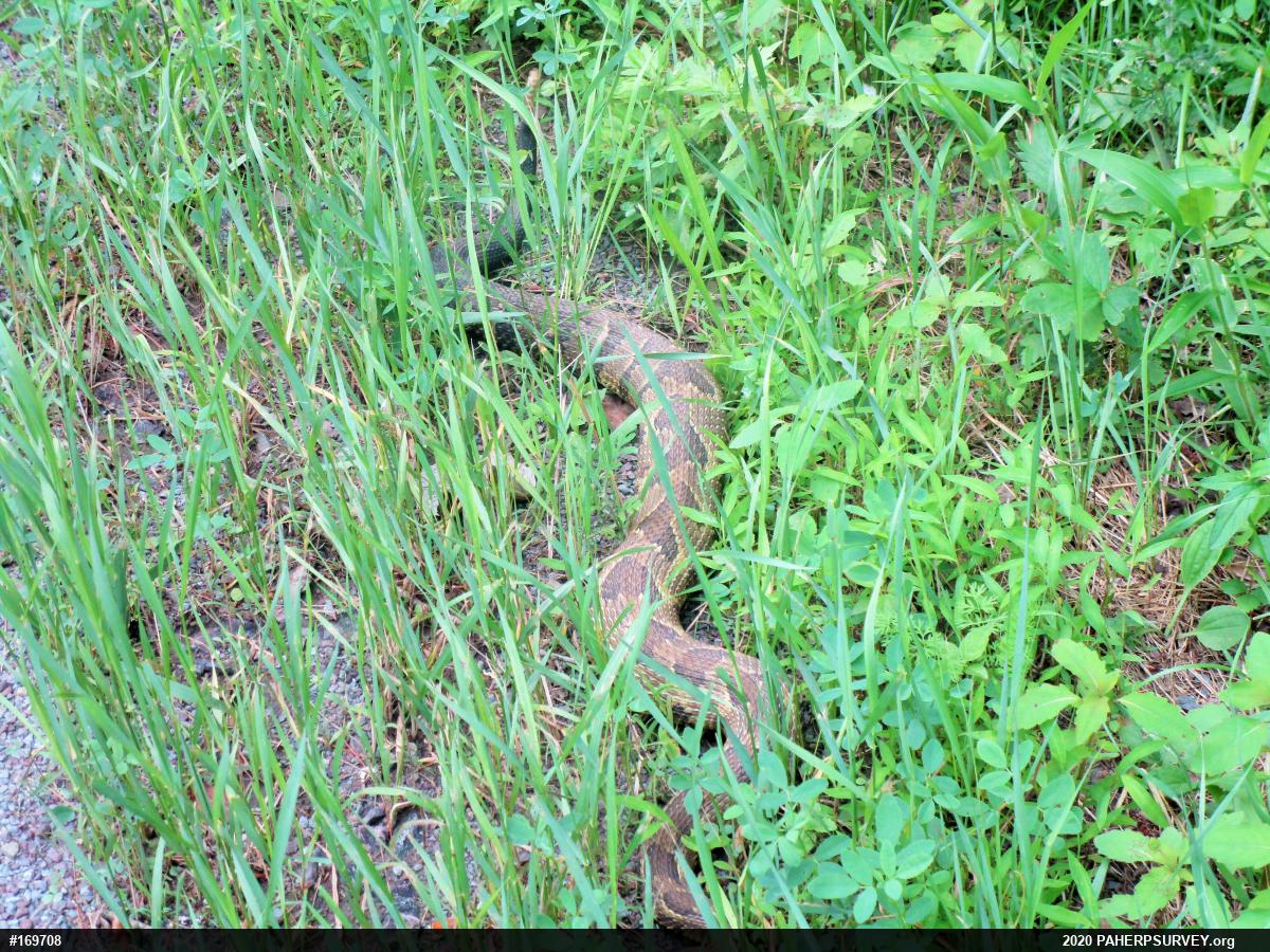 Timber Rattlesnake