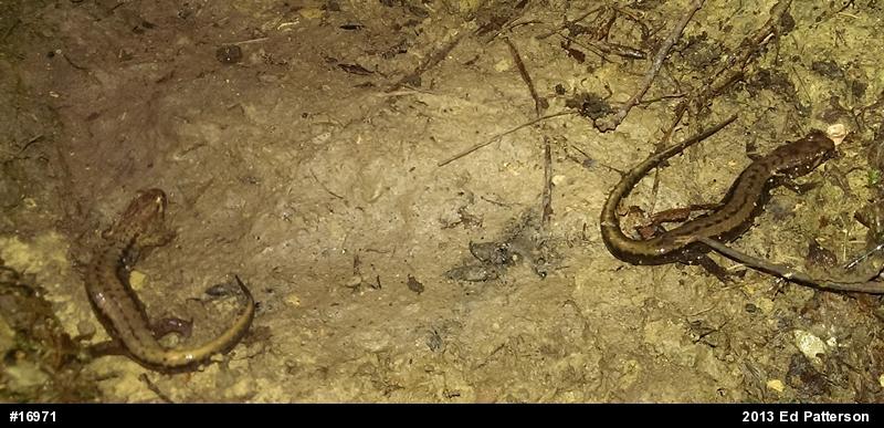 Allegheny Mountain Dusky Salamander