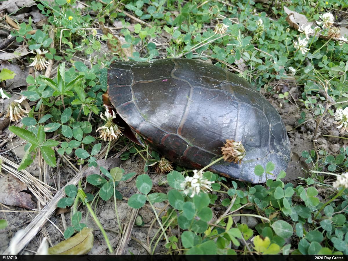 Midland Painted Turtle