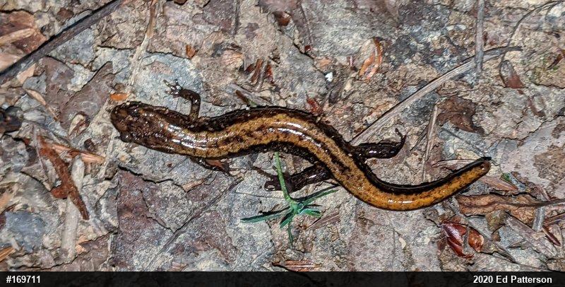 Allegheny Mountain Dusky Salamander