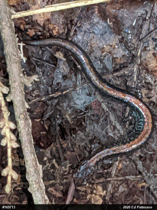 Eastern Red-backed  Salamander