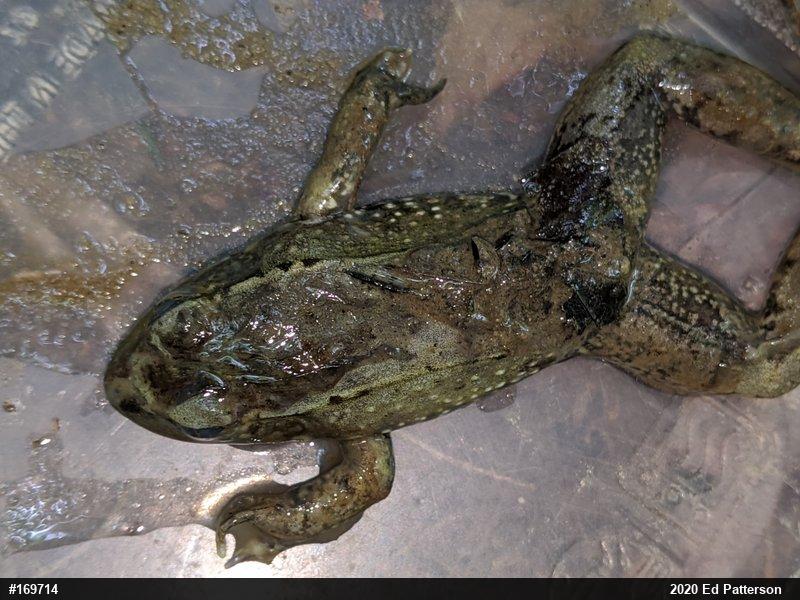 Green Frog