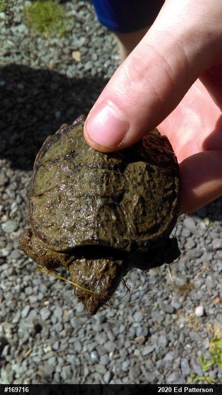 Snapping Turtle