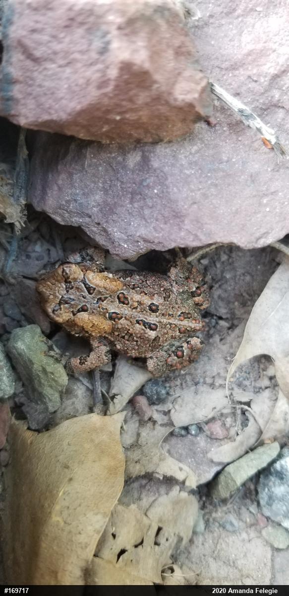 Eastern American Toad
