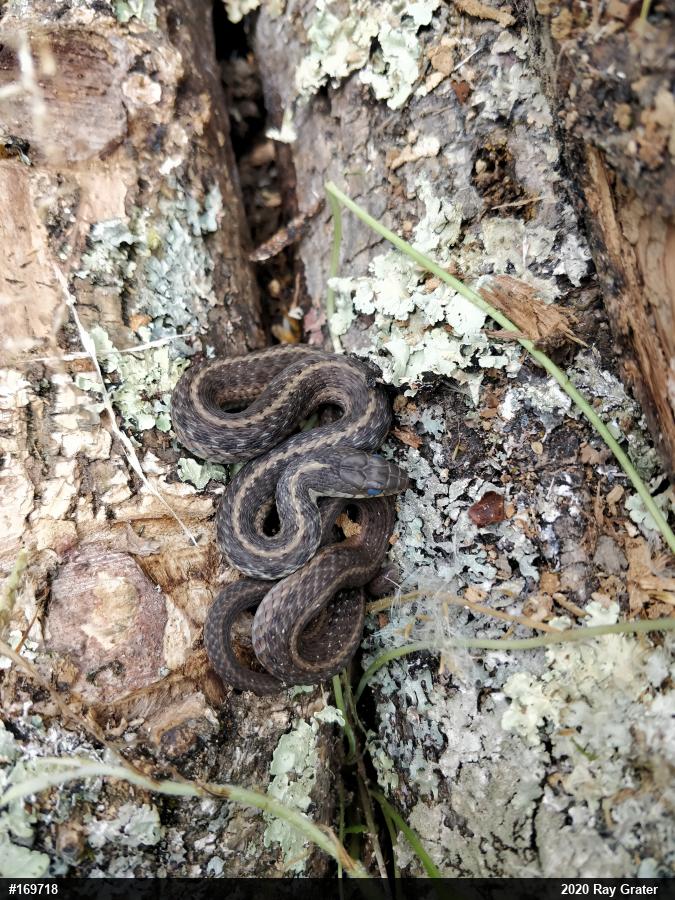 Eastern Gartersnake