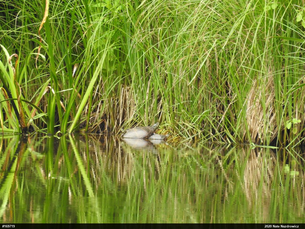 Painted Turtle