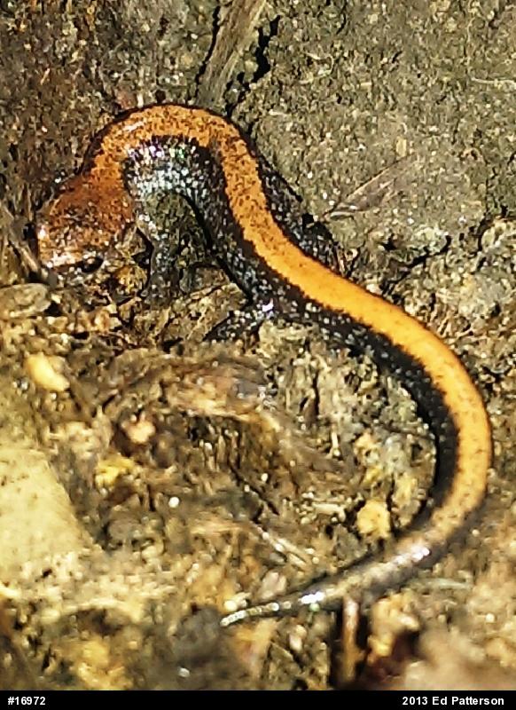 Eastern Red-backed  Salamander