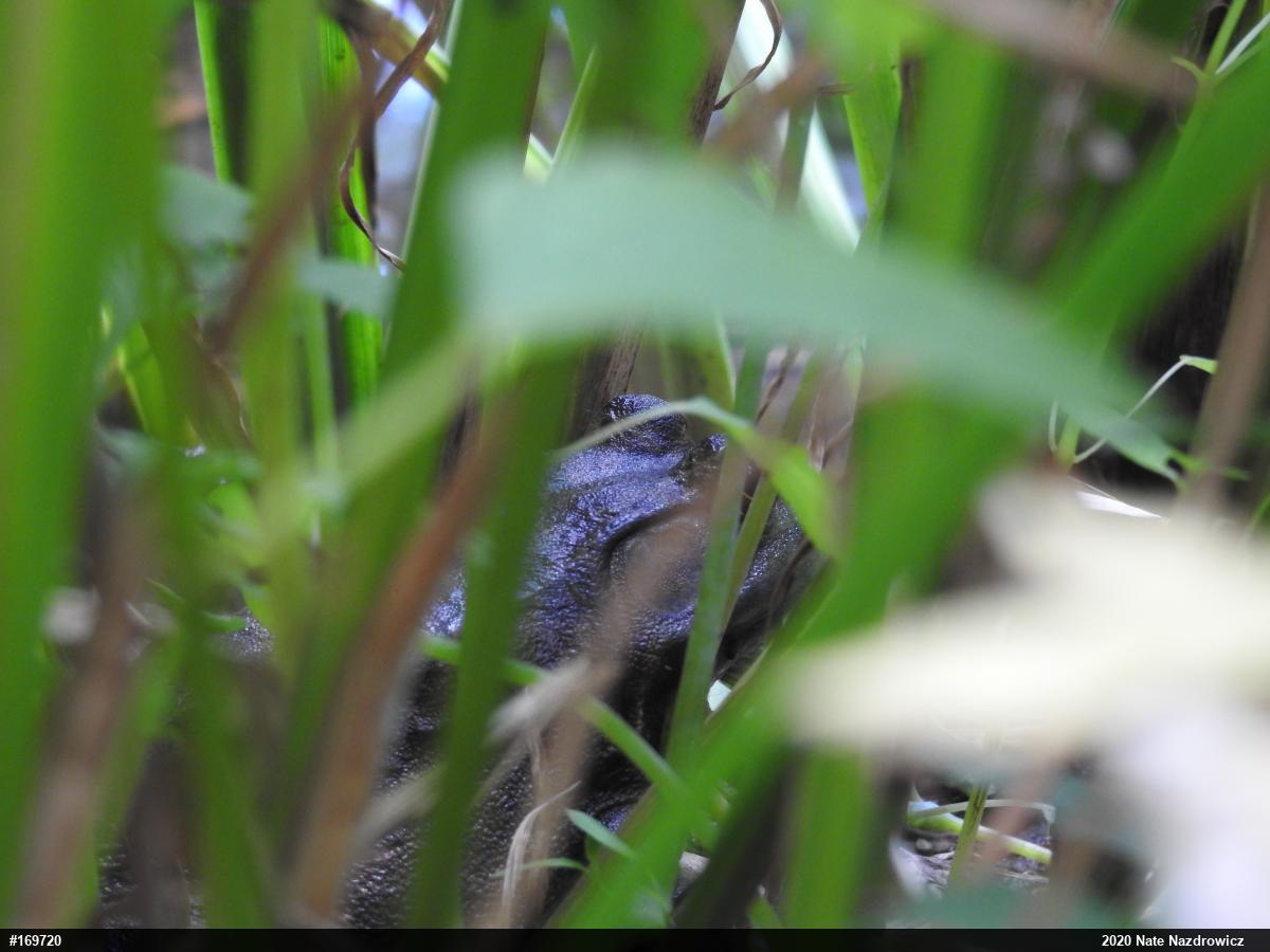 American Bullfrog