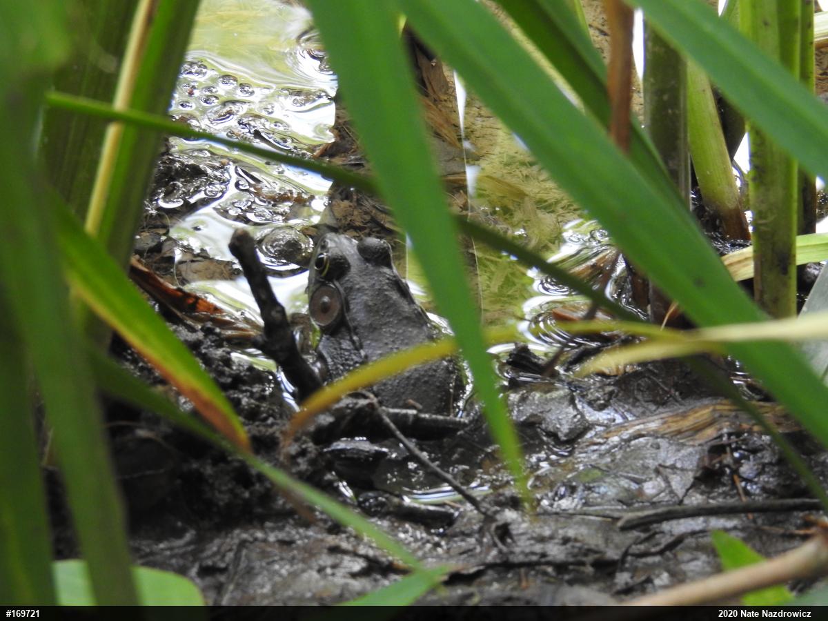 Green Frog