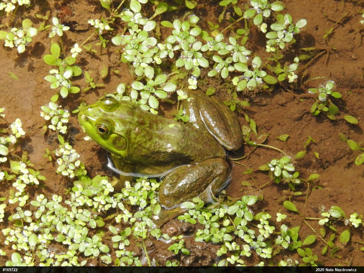 American Bullfrog