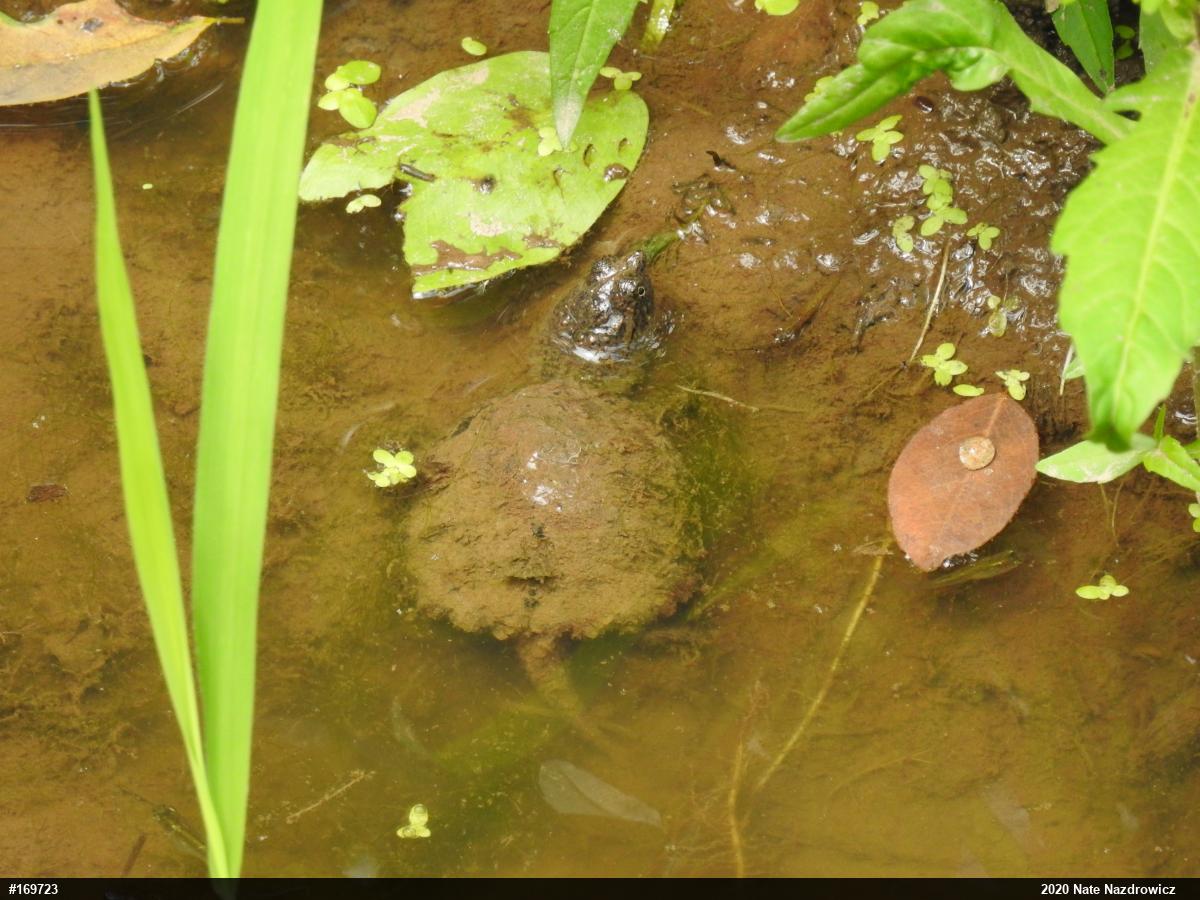 Snapping Turtle