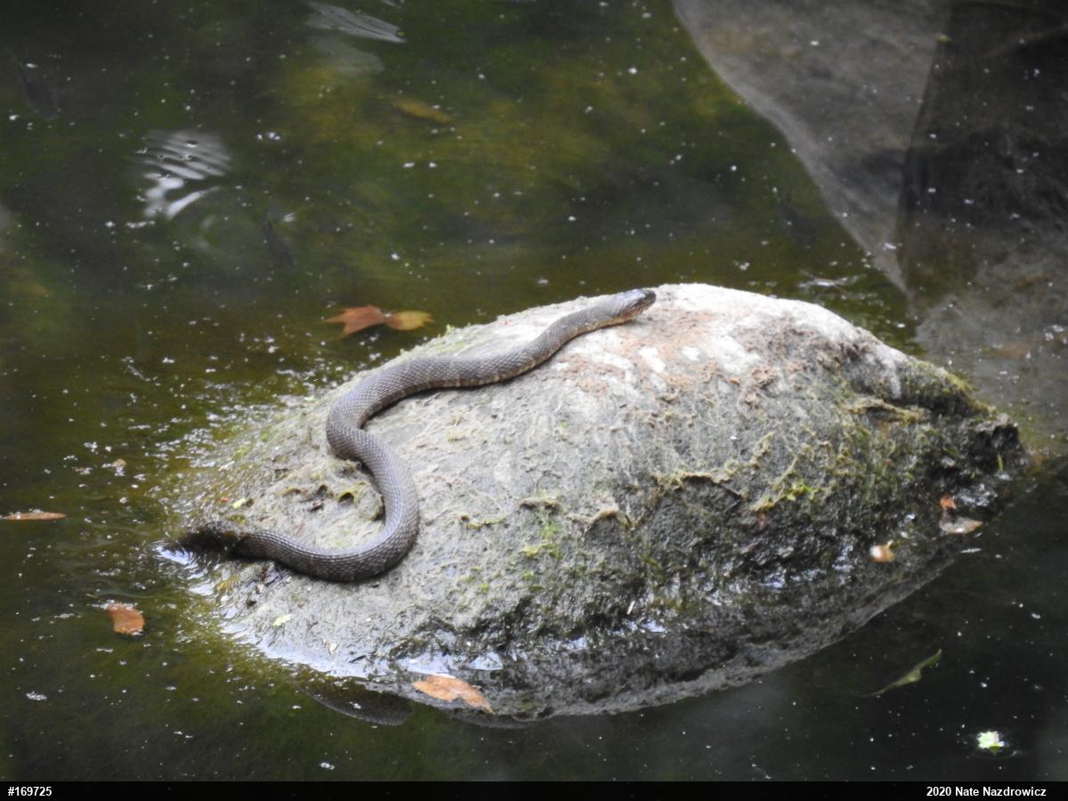 Northern Watersnake