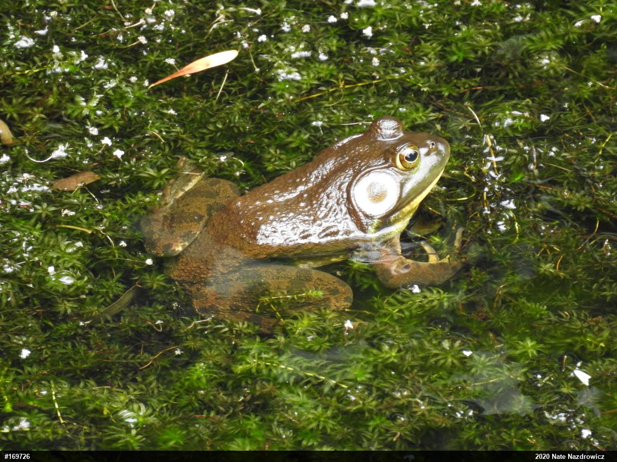American Bullfrog