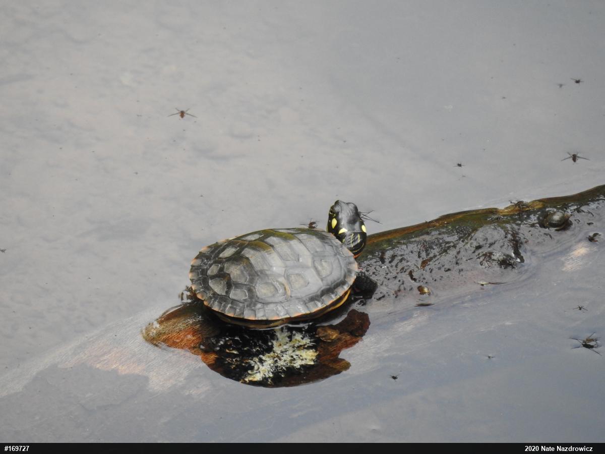 Painted Turtle