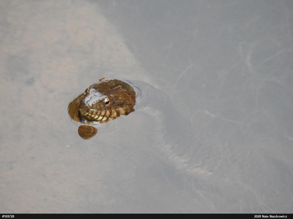 Northern Watersnake