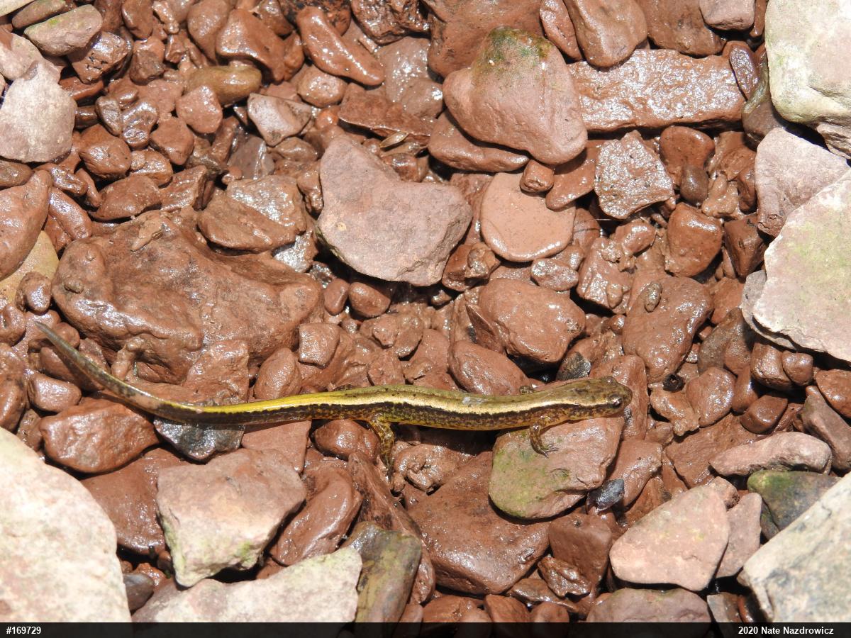 Northern Two-lined Salamander