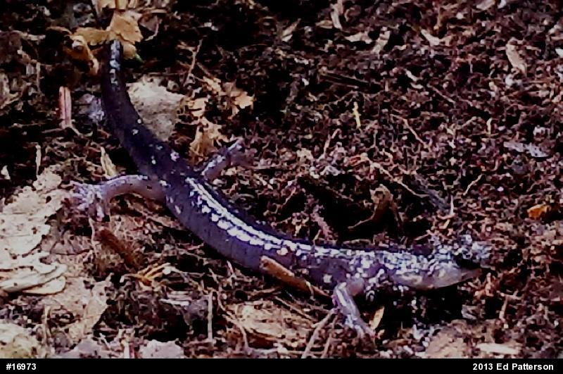 Wehrle's Salamander