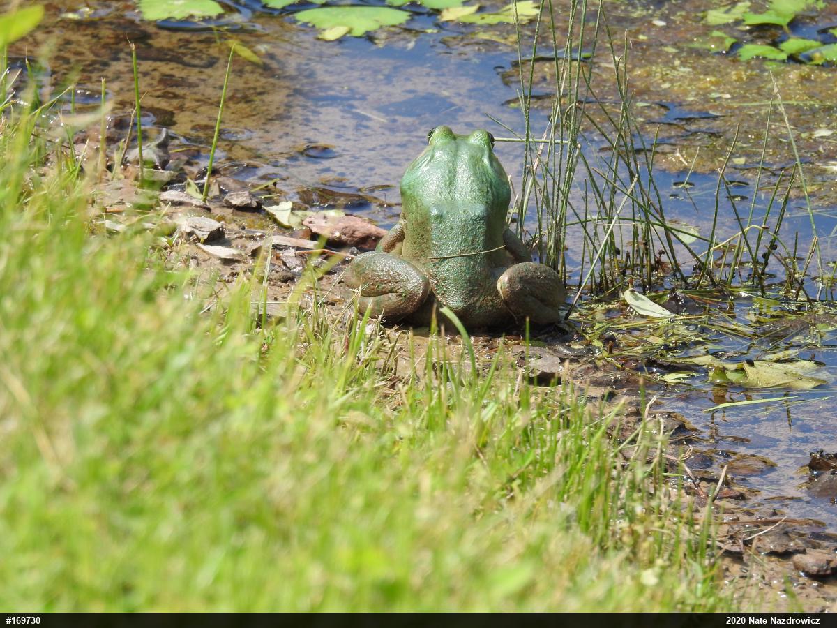 American Bullfrog