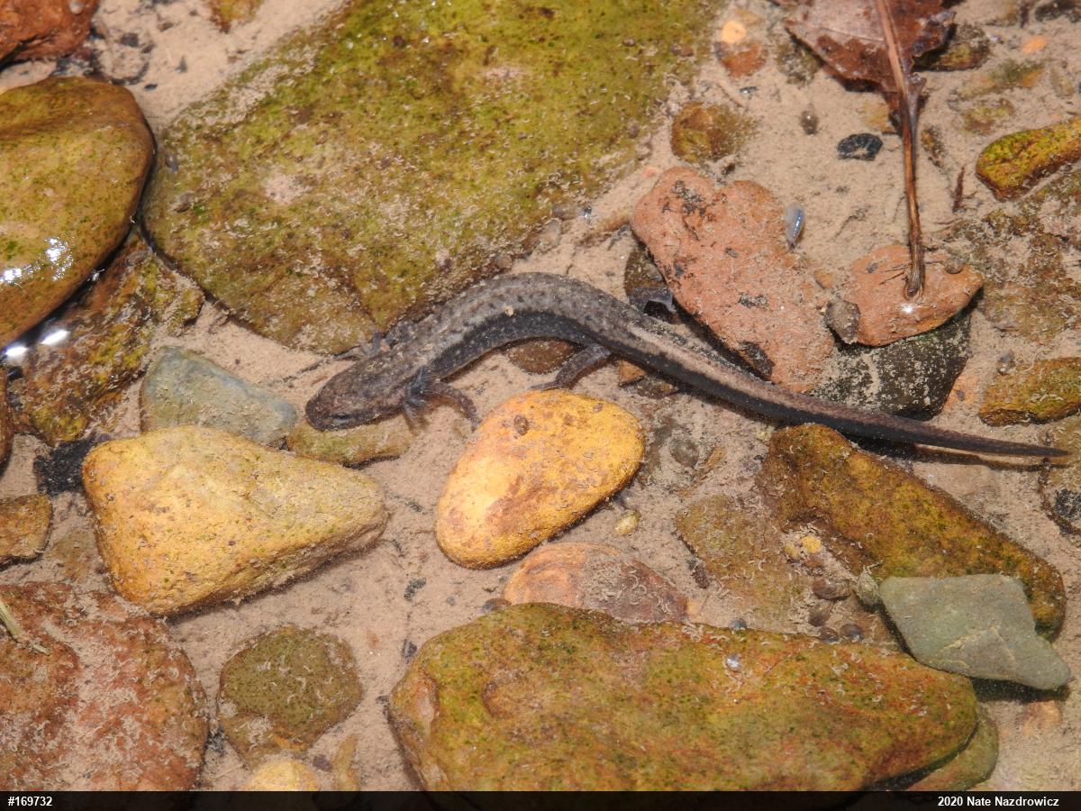 Northern Two-lined Salamander