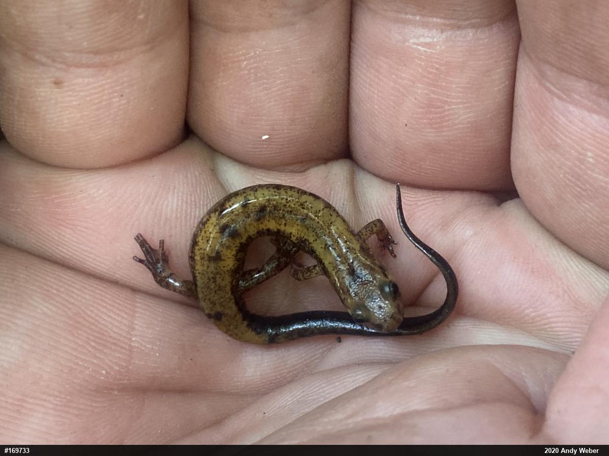 Allegheny Mountain Dusky Salamander