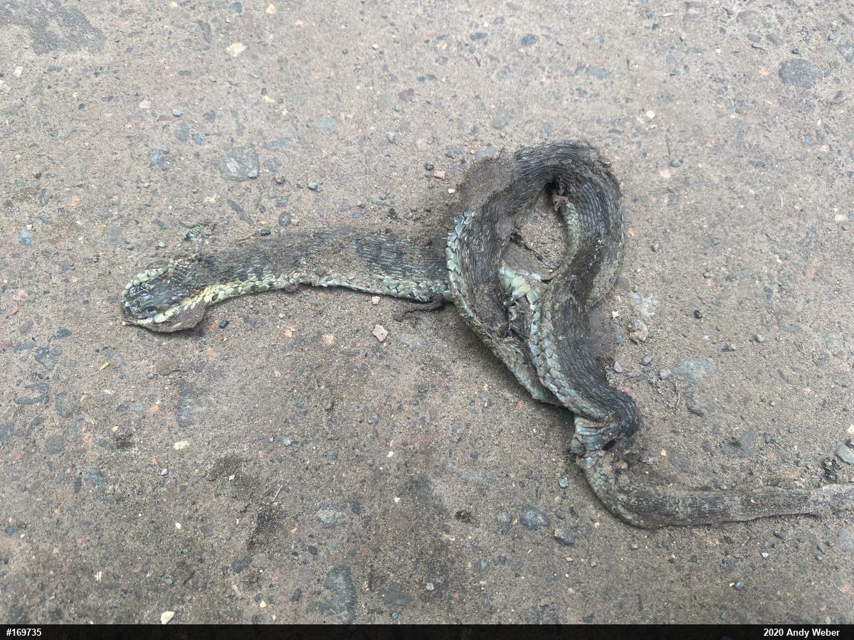 Eastern Gartersnake
