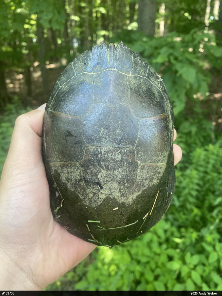 Midland Painted Turtle