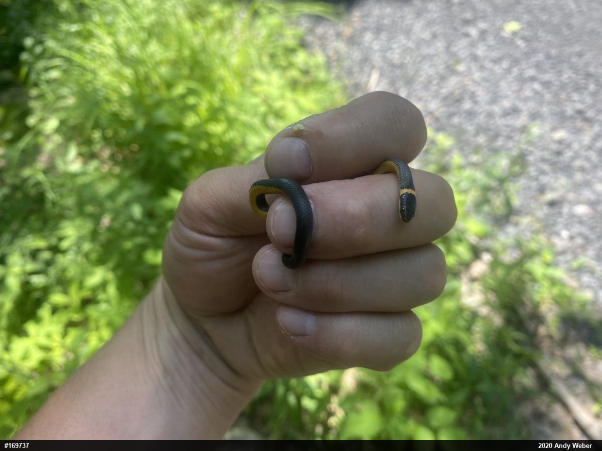Northern Ring-necked Snake