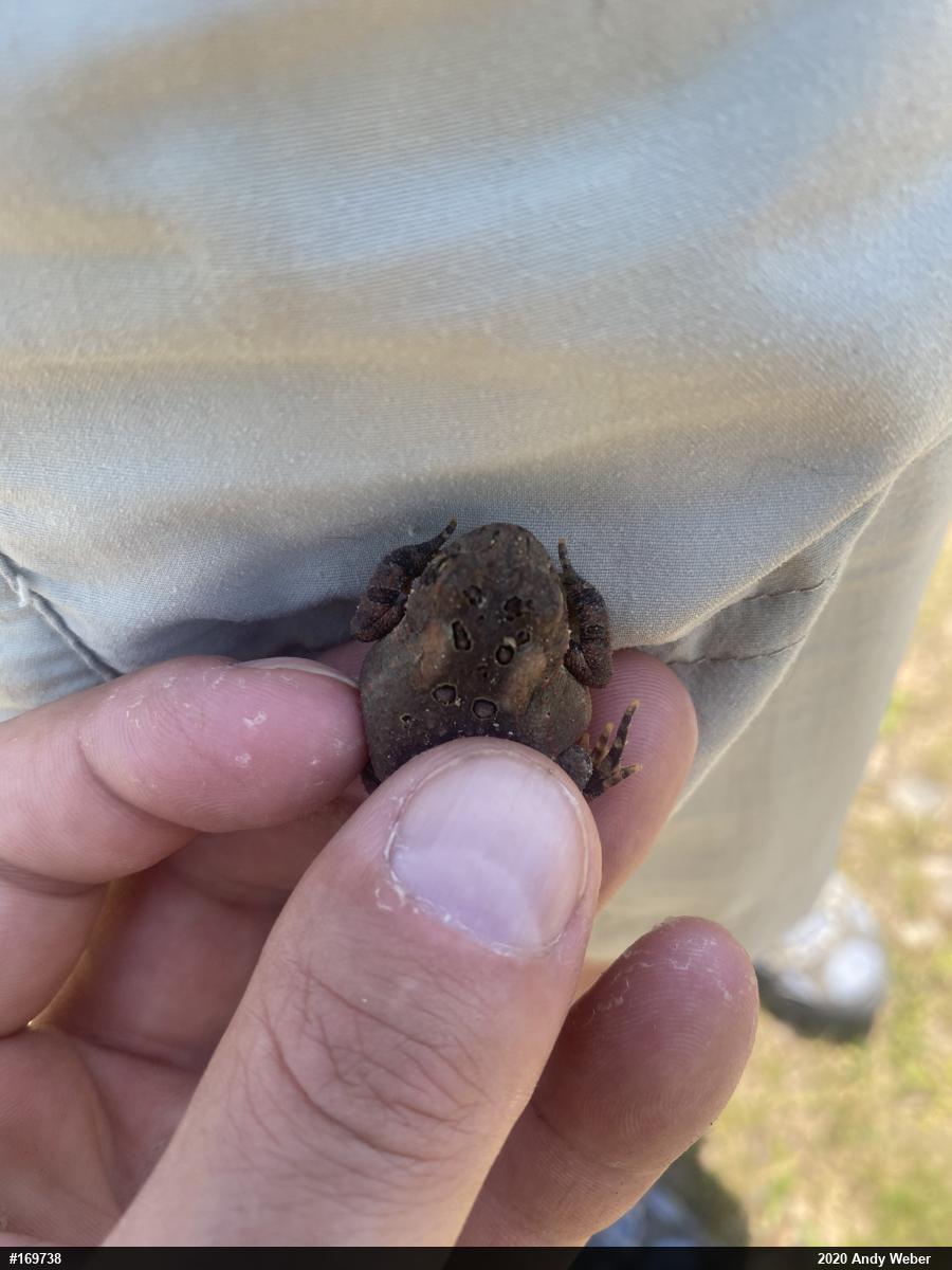Eastern American Toad