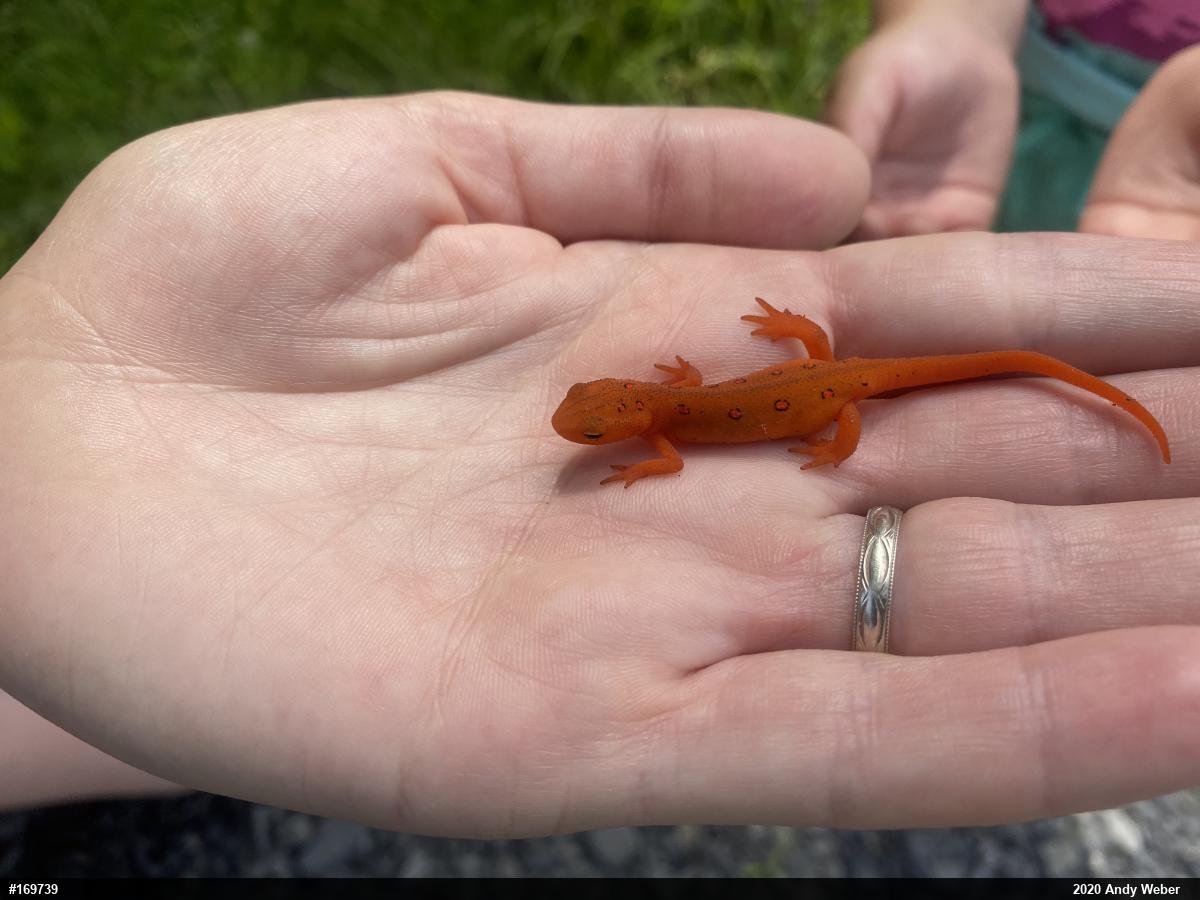 Red-spotted Newt
